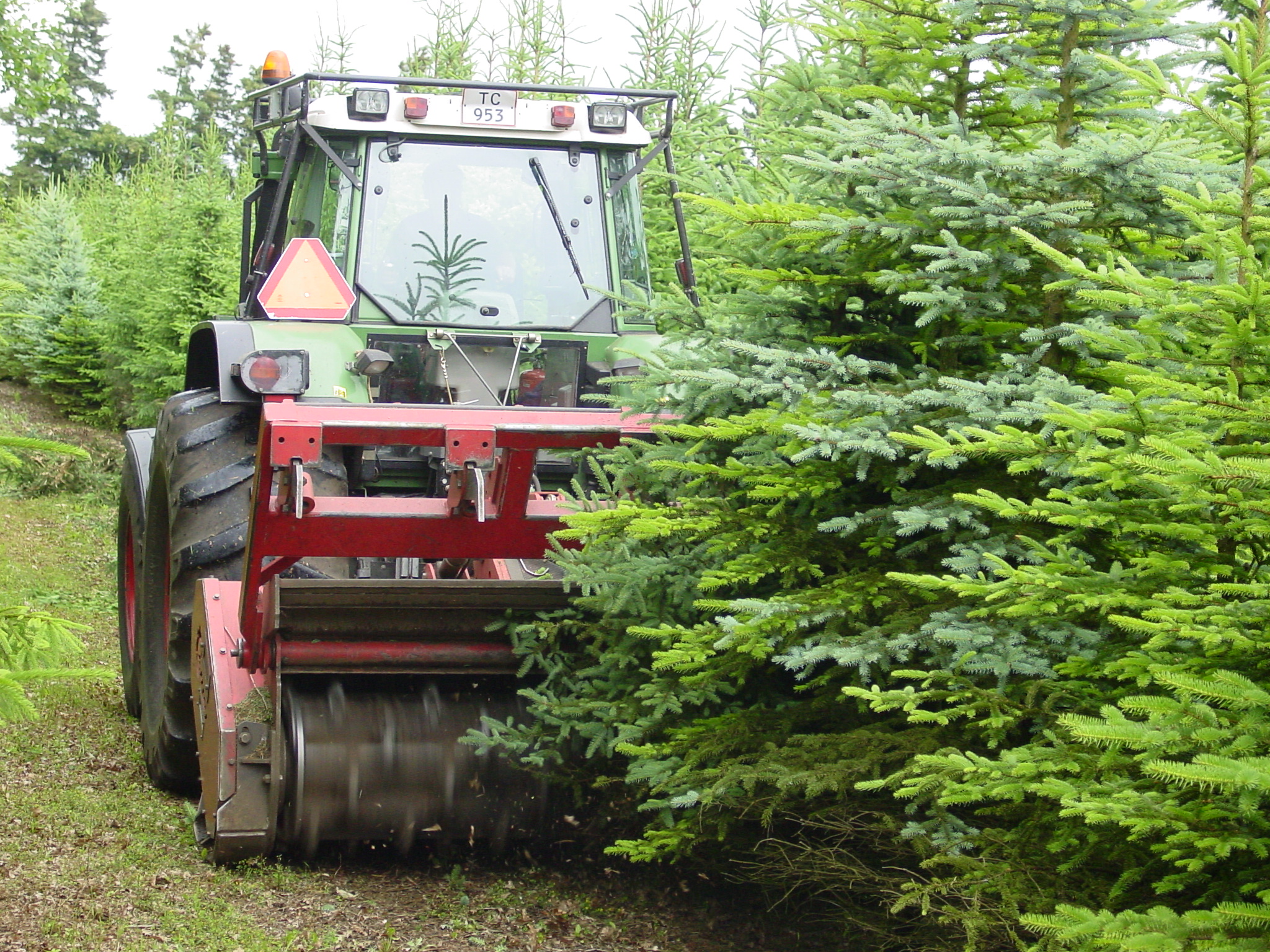 Grenknusning i juletræer