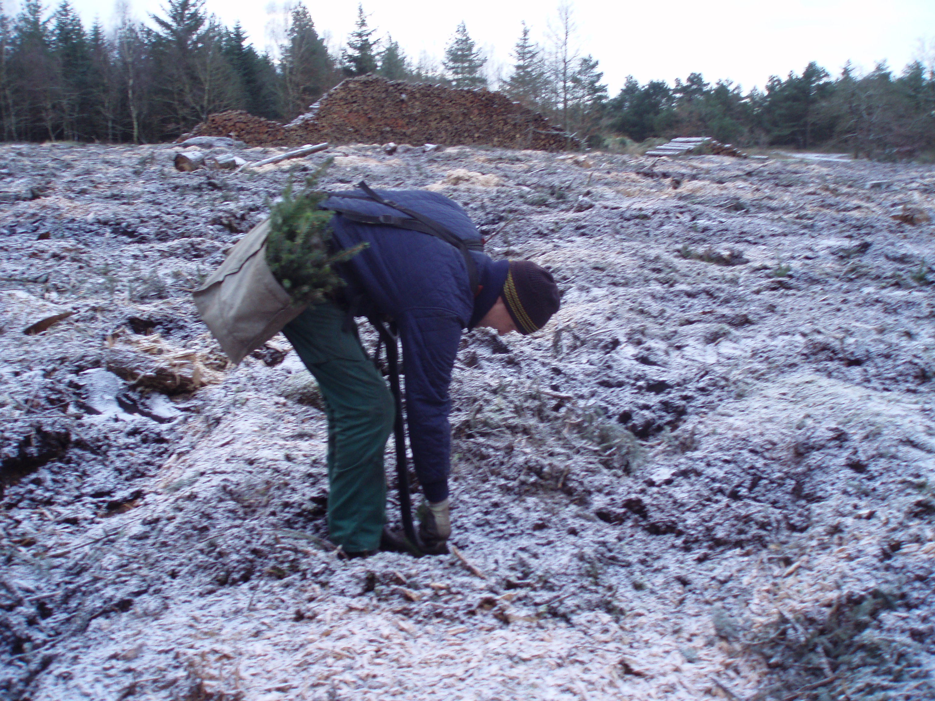 Håndplantning