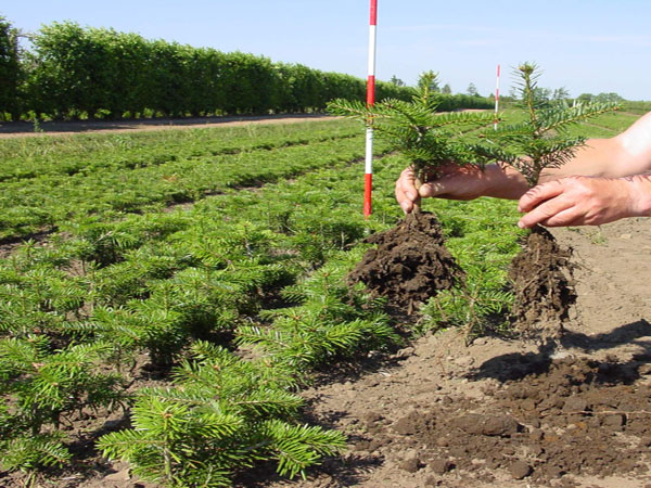 Sunde planter i planteskolen