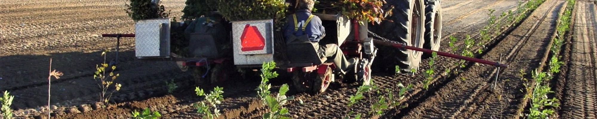 Plantning af læhegn.JPG