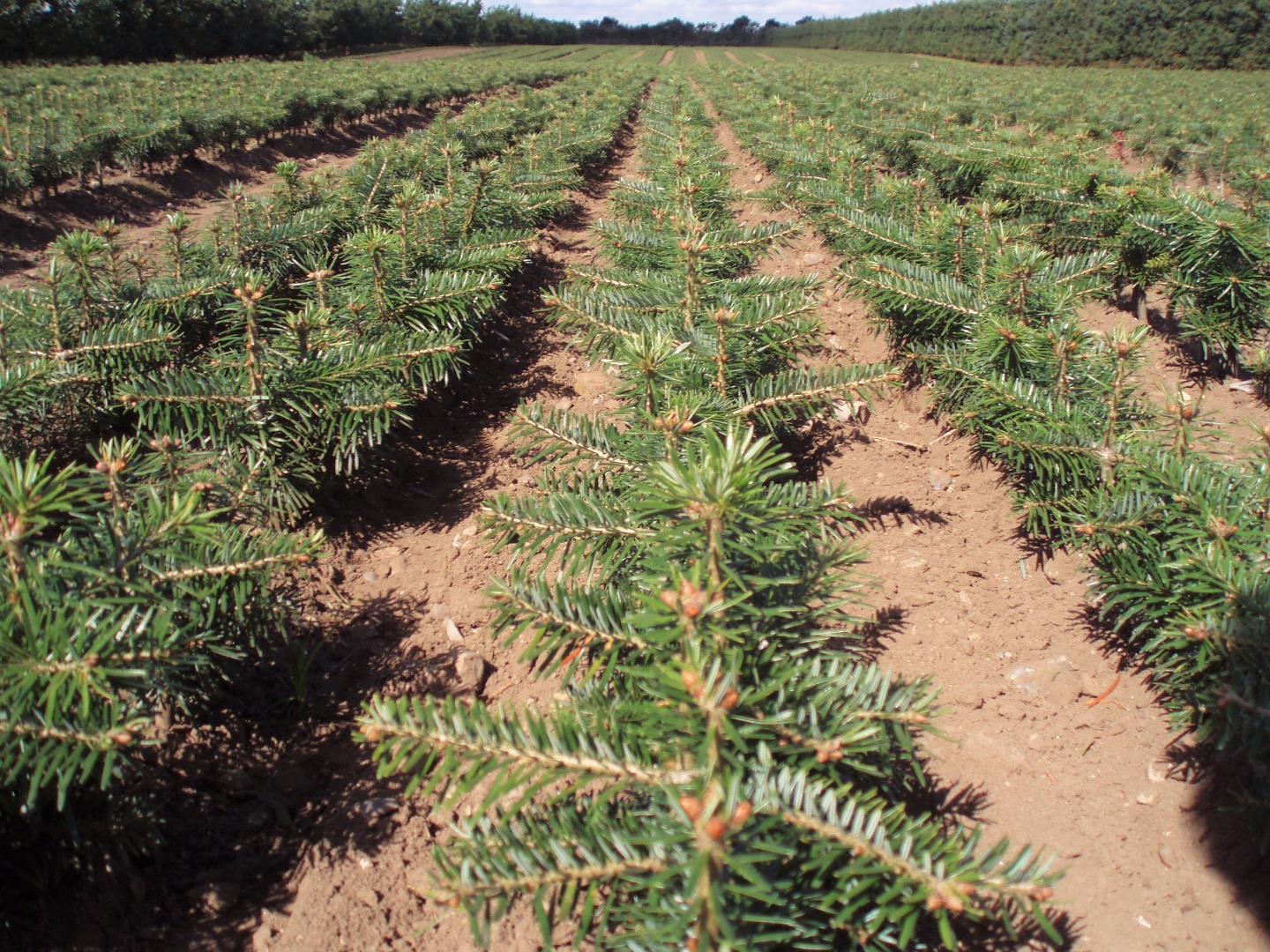 Nordmannsgran plantning – Pileflethegn jem og fix