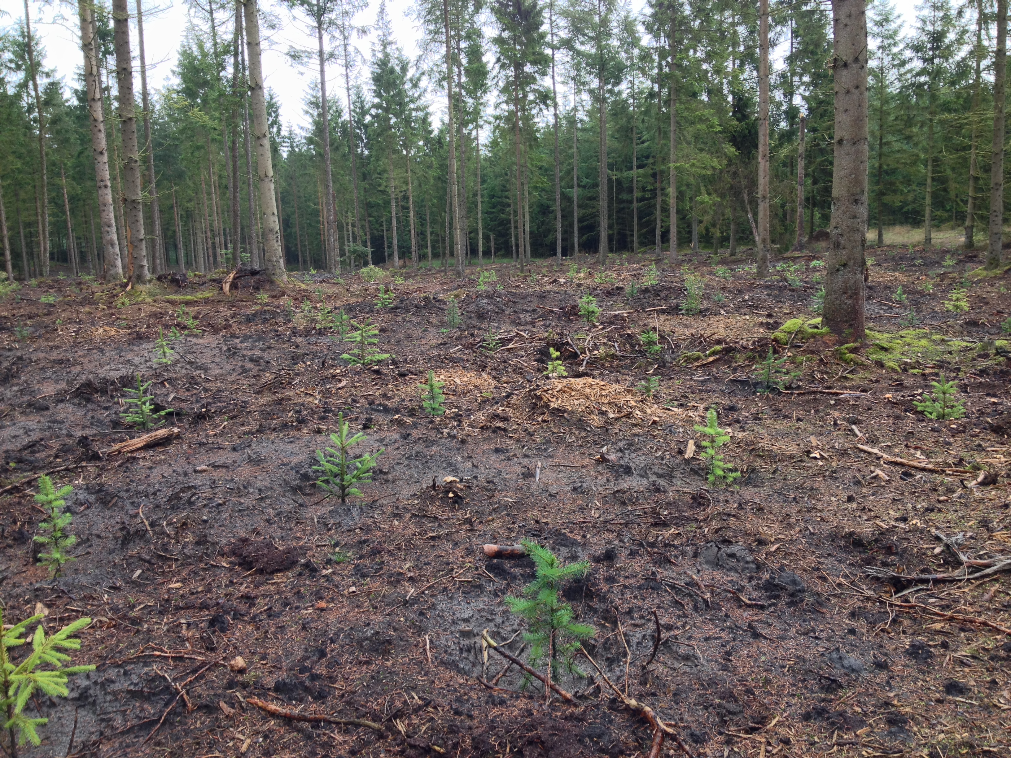 Hulboret plantning under overstandere