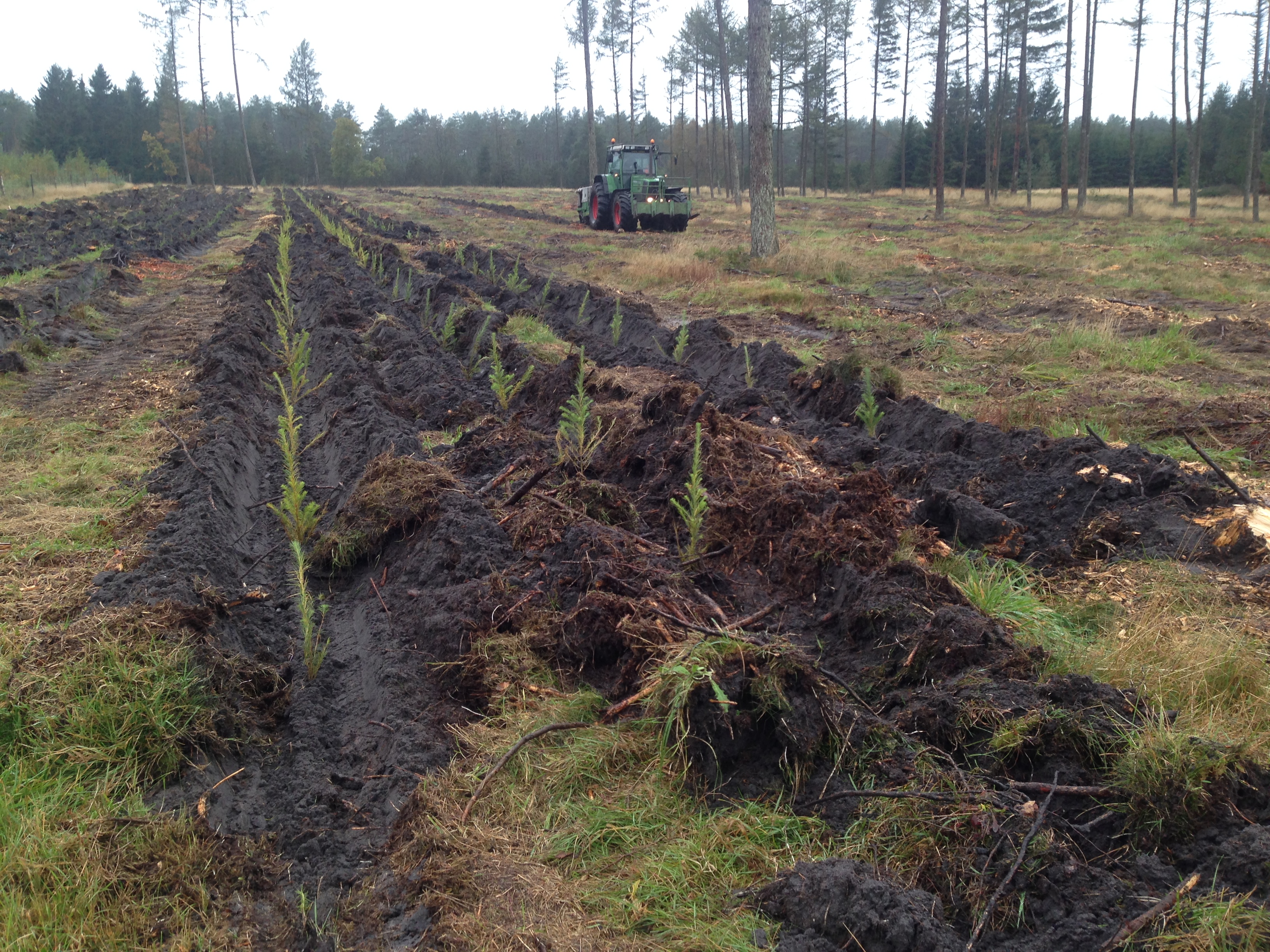 Maskinplantning i skov