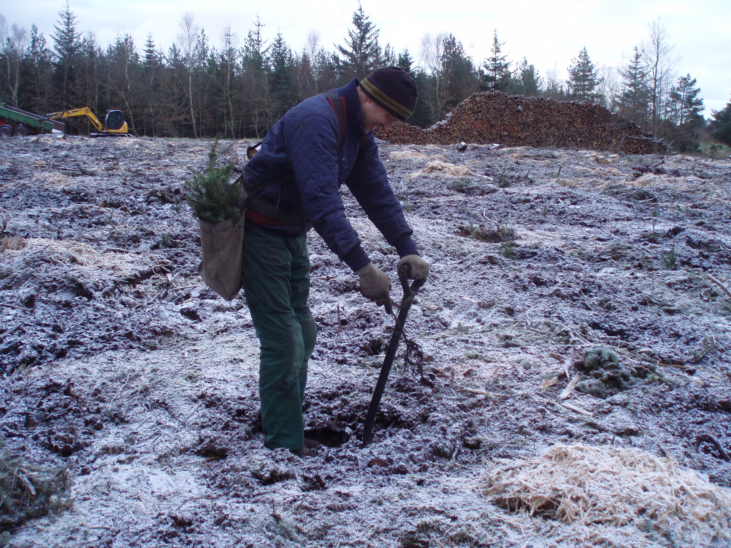 Håndplantning i skov